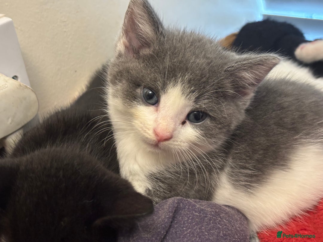 Mixed Breed cats for sale: Adorable Fluffy Kittens - Advert 31