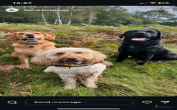 Mixed Breed dogs for sale: Beautiful beloved family dog  - Image 6