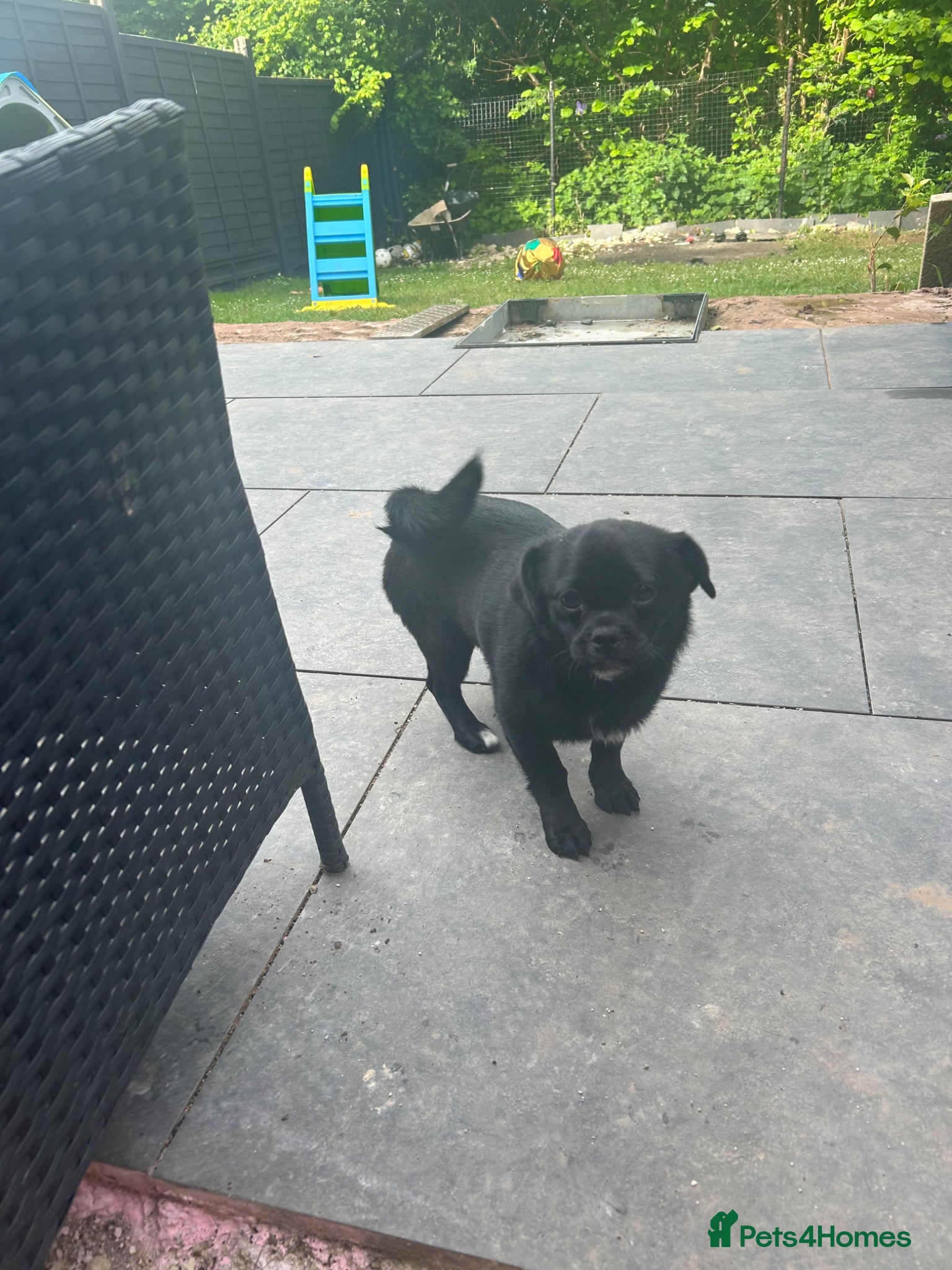 Mixed Breed dogs Pug cross Pomeranian male - Advert 1