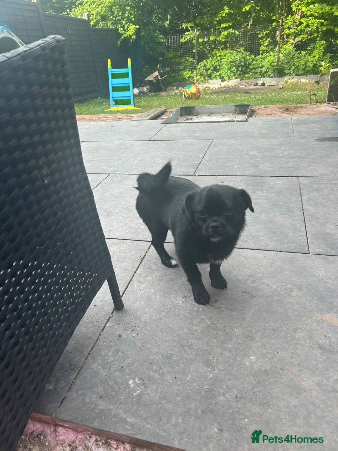 Mixed Breed dogs for sale: Pug cross Pomeranian male in Ledbury - Advert 1