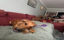 Mixed Breed dogs for sale: Mara - Doberman X Lurcher 7 month old girl - Image 9