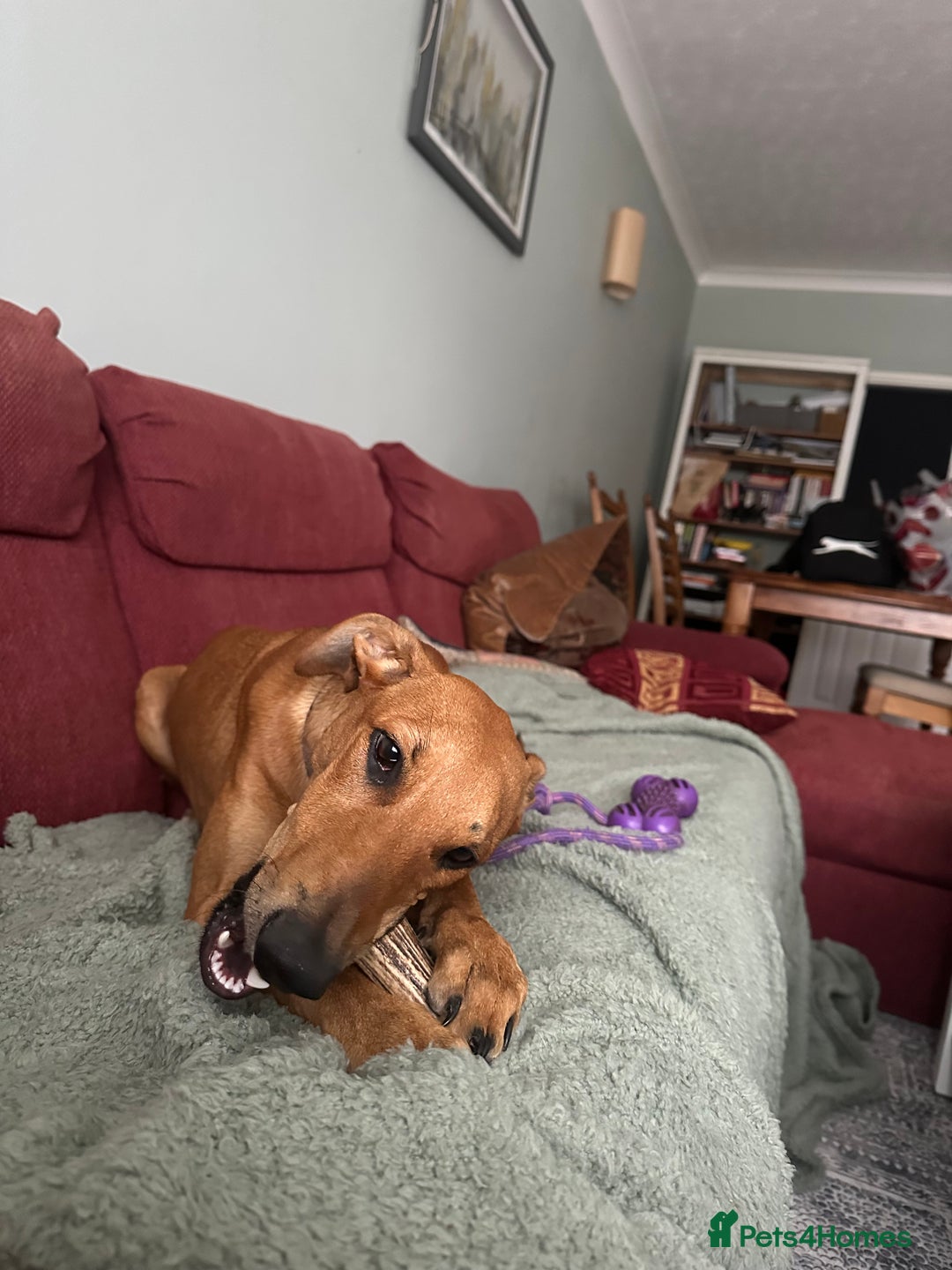 Mixed Breed dogs for sale: Mara - Doberman X Lurcher 7 month old girl - Image 9