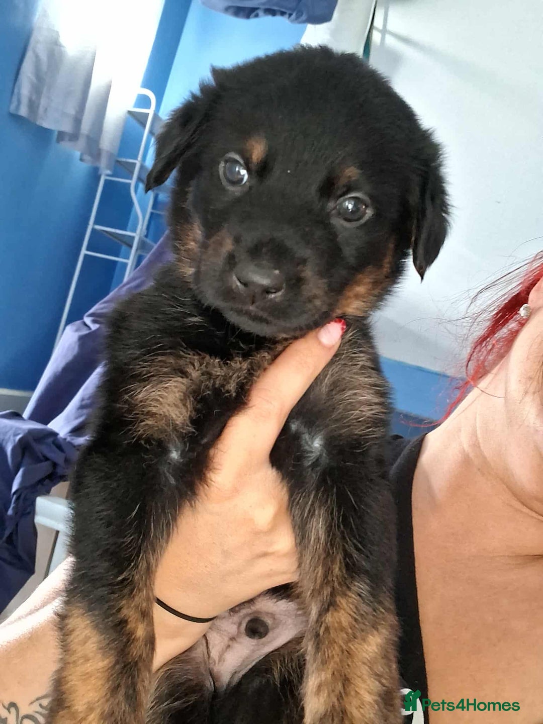 Mixed Breed dogs for sale: Rottie/German shepherd/Belgian malinonis - Image 7