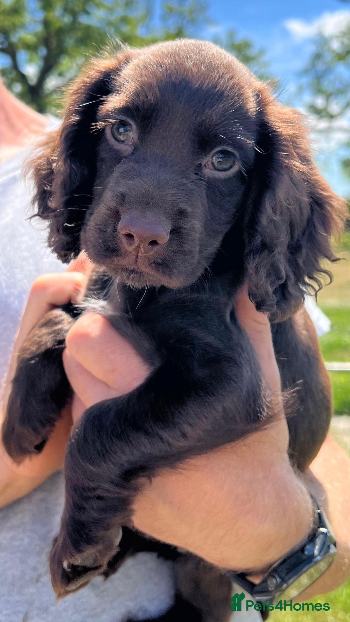 Cocker Spaniel dogs Cocker Spaniel puppies - Advert 2