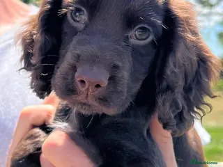 Cocker Spaniel dogs Cocker Spaniel puppies - Advert 2