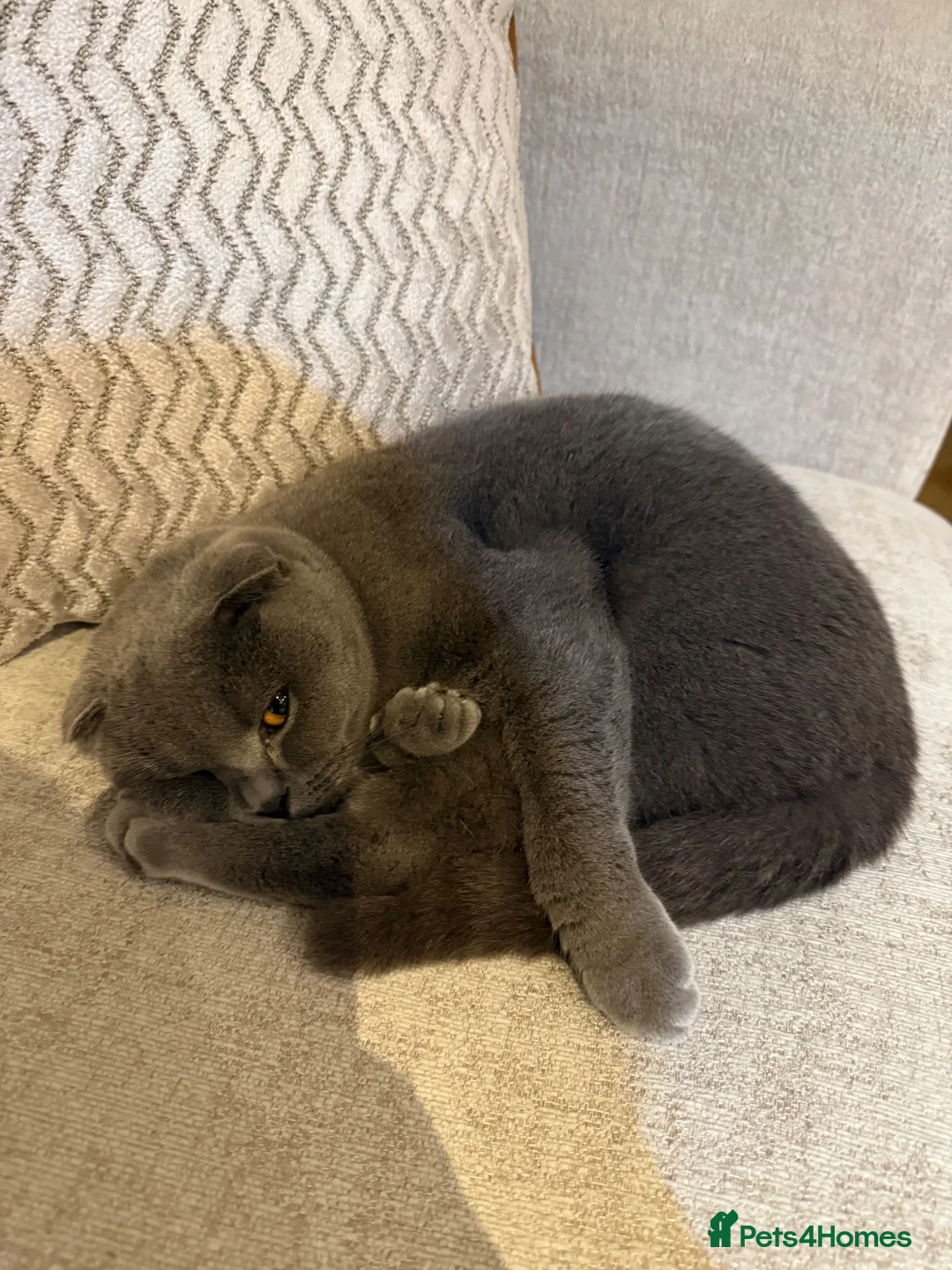Scottish Fold cats for sale: Rehoming our beloved female Scottish fold - Advert 2