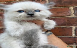 Ragdoll cats for sale: GCFF and FIFE Ragdoll.Champions line!Available now - Image 3