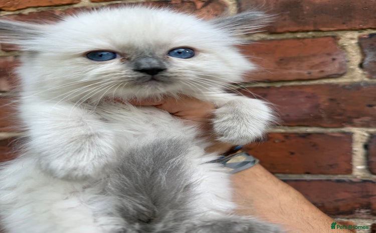Ragdoll cats - Advert 2