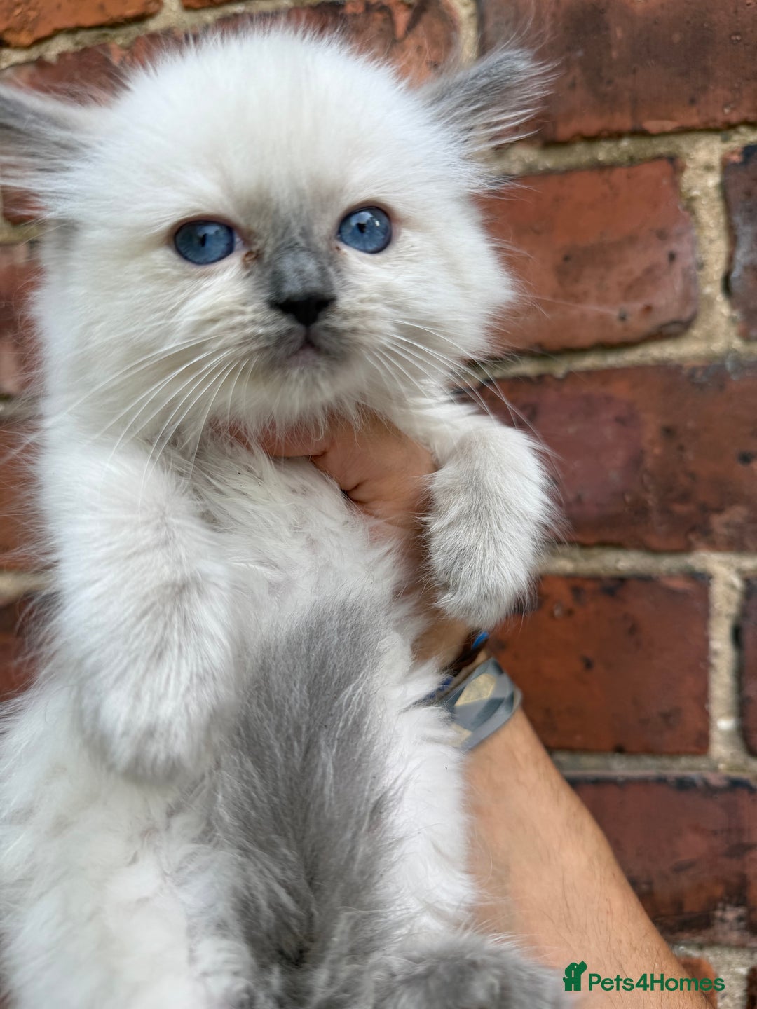 Ragdoll cats for sale: GCFF and FIFE Ragdoll.Champions line!Available now - Image 3