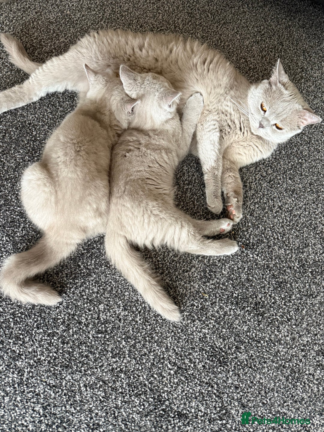 British Shorthair cats for sale: British Shorthair kittens for good homes  - Image 6