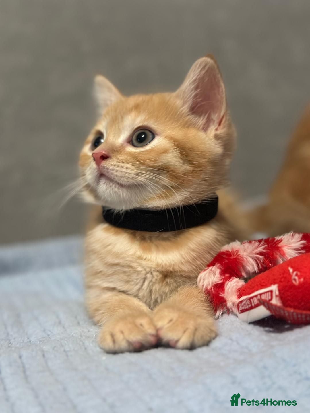 Mixed Breed cats 4 Beautiful Kittens Ready Now!  - Advert 4