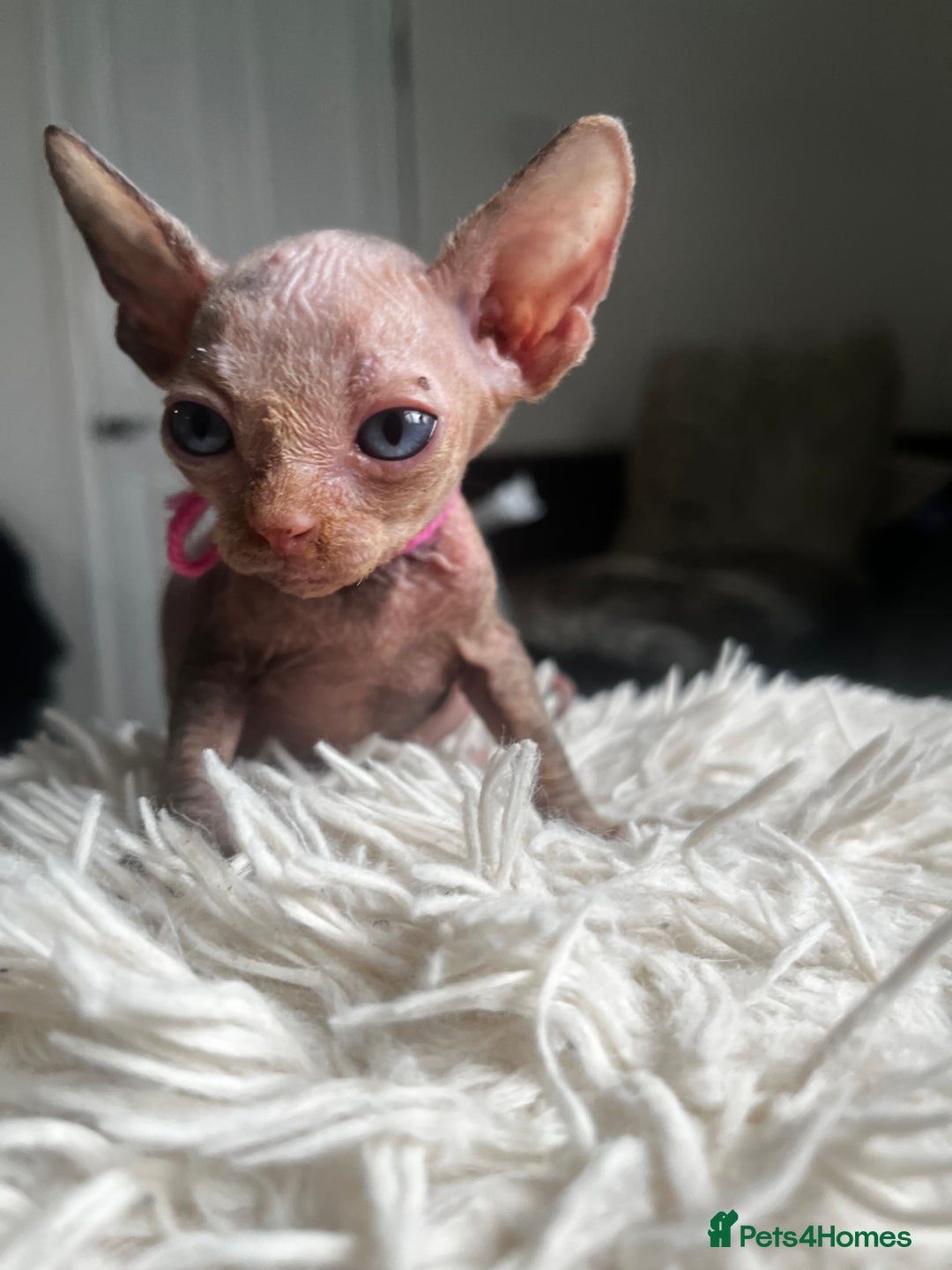 Sphynx cats for sale: Sphynx kittens - Image 14