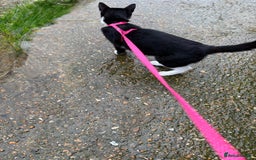 British Shorthair cats for sale: Gorgeous Girl 2 years old!!  - Image 8