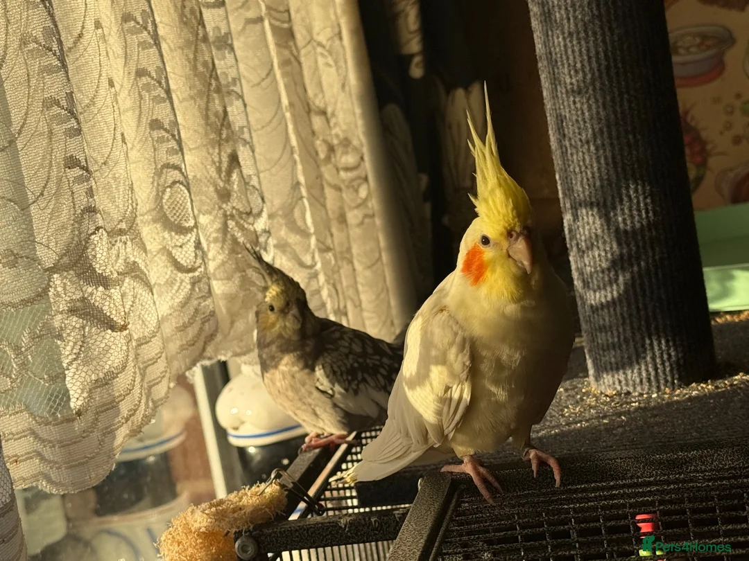 Cockatiels birds for sale: two cockatiels looking for rehoming in Crewe - Advert 2