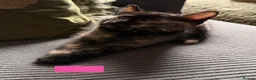 Mixed Breed cats for sale: Beautiful kittens Ready Now - Advert 9