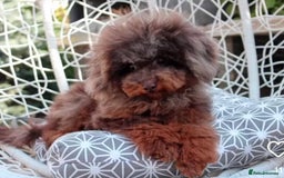 Toy Poodle dogs for sale: Adorable Toy Poodle Puppies – Full of Color - Image 9