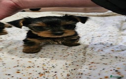 Yorkshire Terrier dogs for sale: 1 Male , Miniature Yorkshire  in Manchester - Image 16