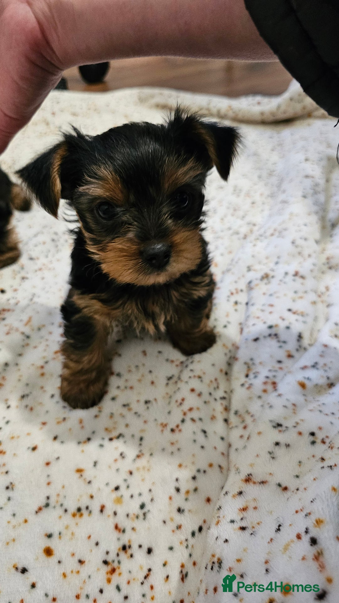 Yorkshire Terrier dogs for sale: 1 Male , Miniature Yorkshire  in Manchester - Image 16