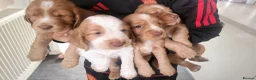 Cocker Spaniel dogs for sale: Beautiful working / show cocker spaniel puppies - Advert 3