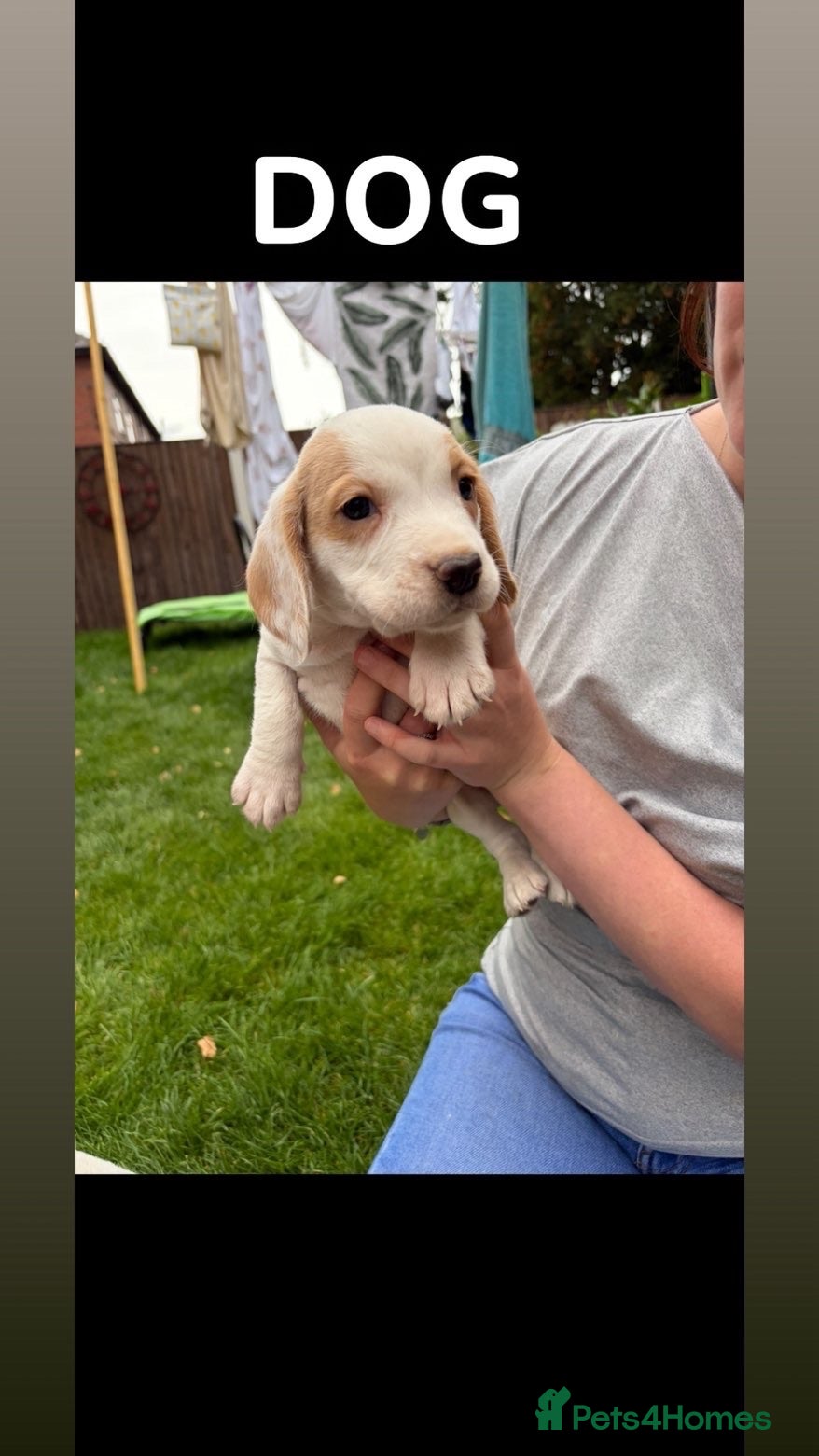Bocker dogs Beautiful bocker puppies ready to leave from 28th - Advert 2
