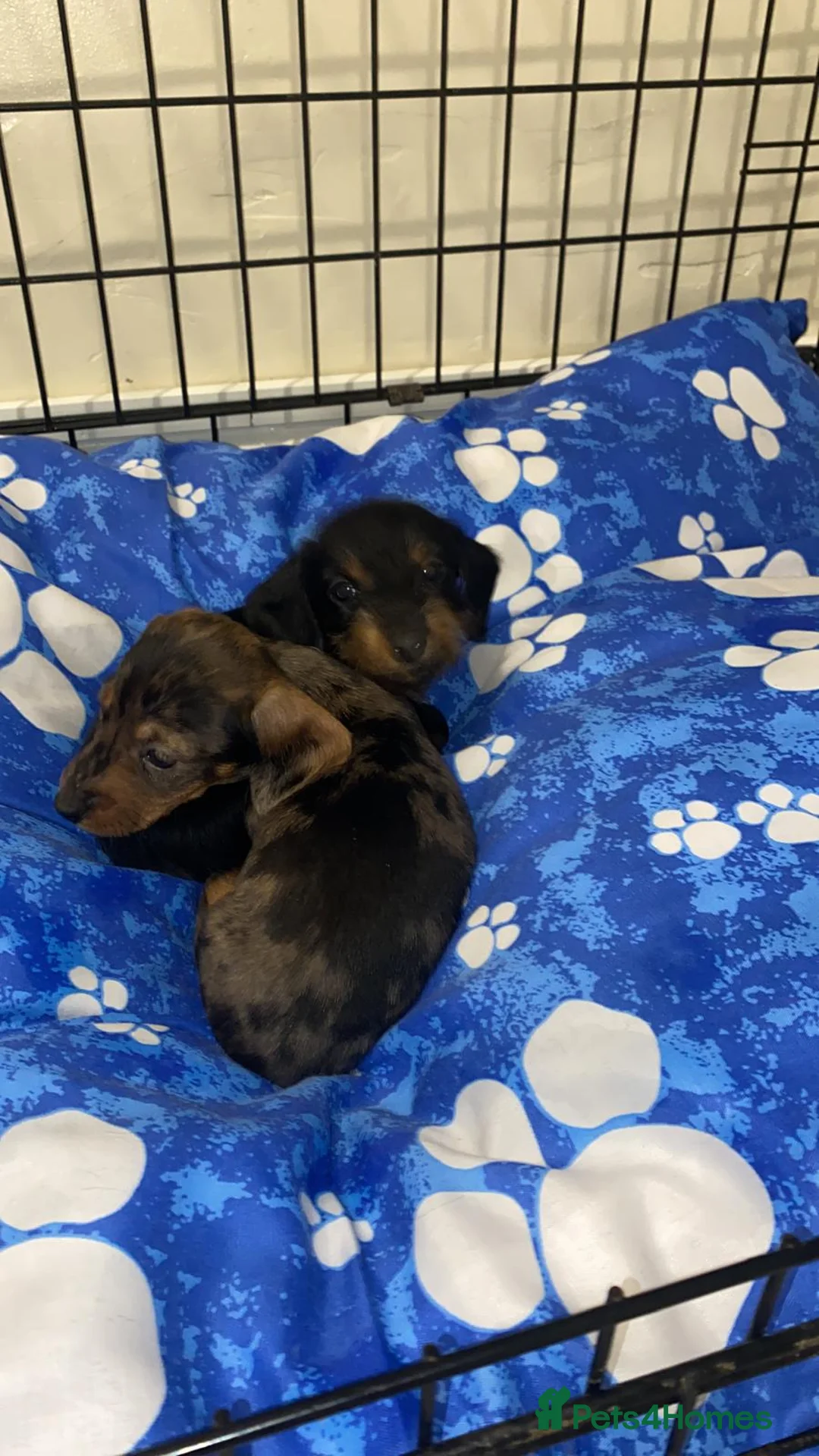 Miniature Dachshund dogs for sale: Beautiful Teckle puppies (Wire Hair Dachshunds) - Advert 7
