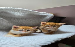 Mixed Breed cats for sale: Adorable Tabby Kittens 🐾 - Image 17