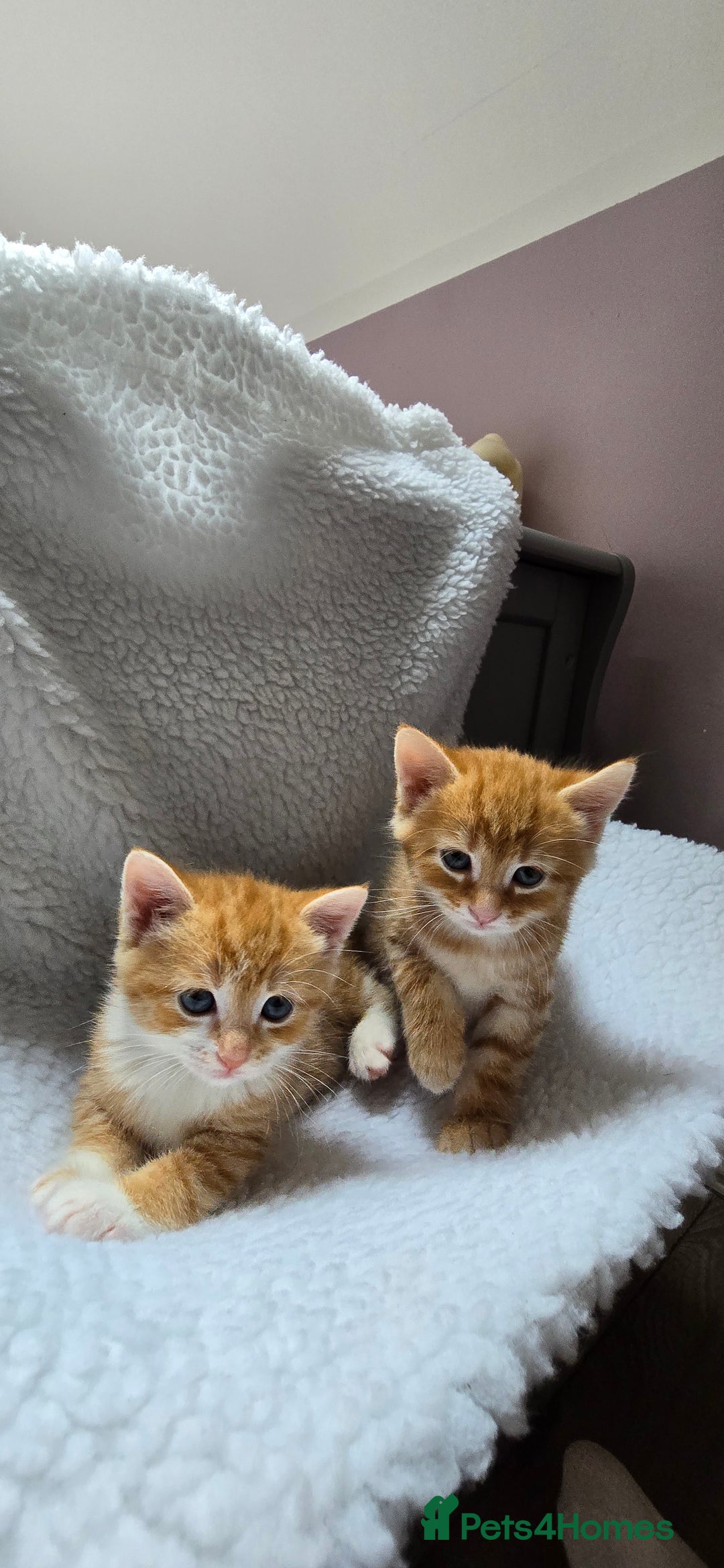 Mixed Breed cats for sale: Adorable Tabby Kittens 🐾 - Image 17