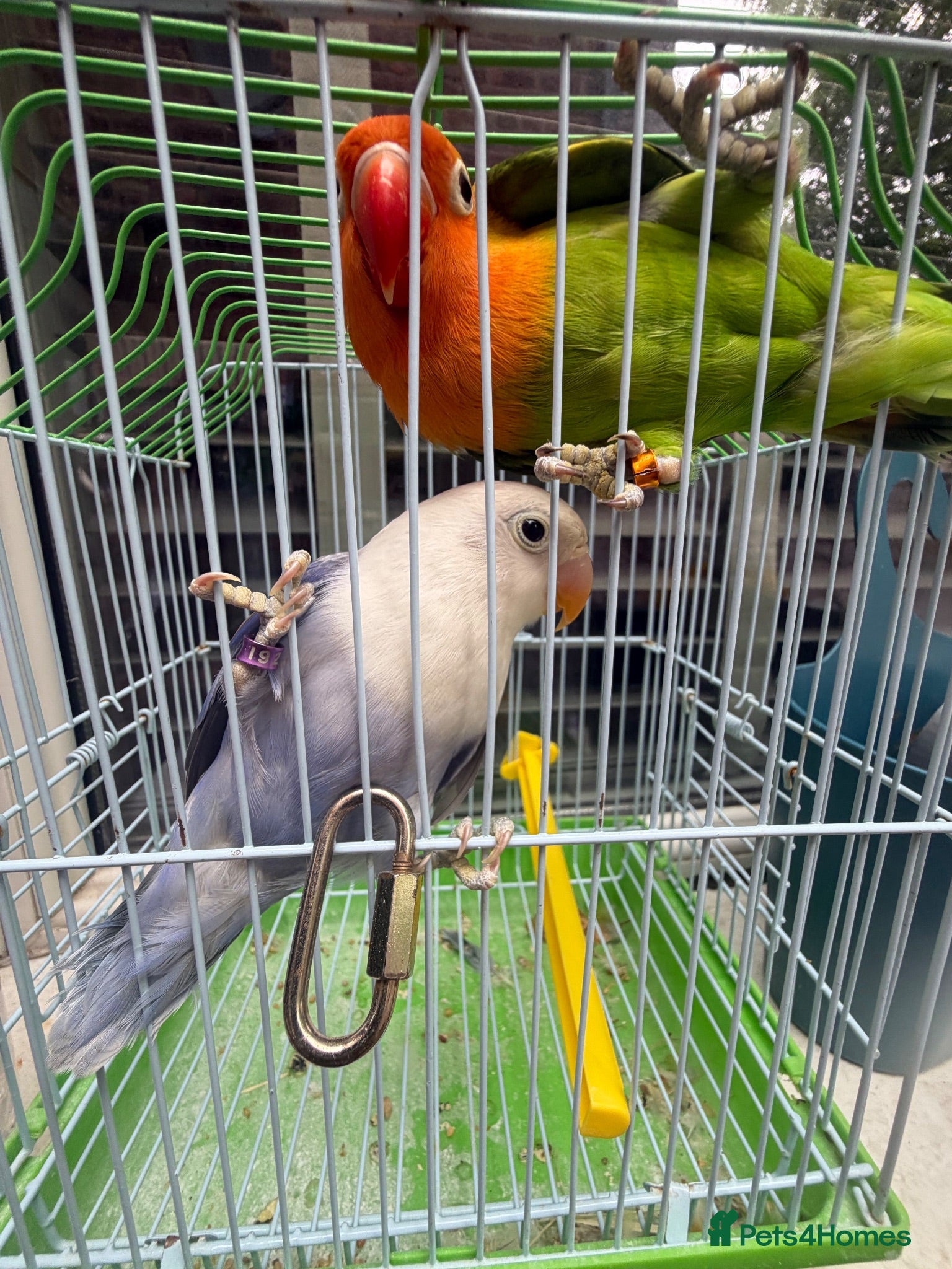Lovebirds birds Pair lovebirds - Advert 2