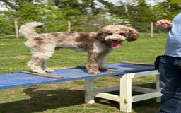 Mixed Breed dogs for sale: Goldendoodle/Australian double doodles  - Image 24