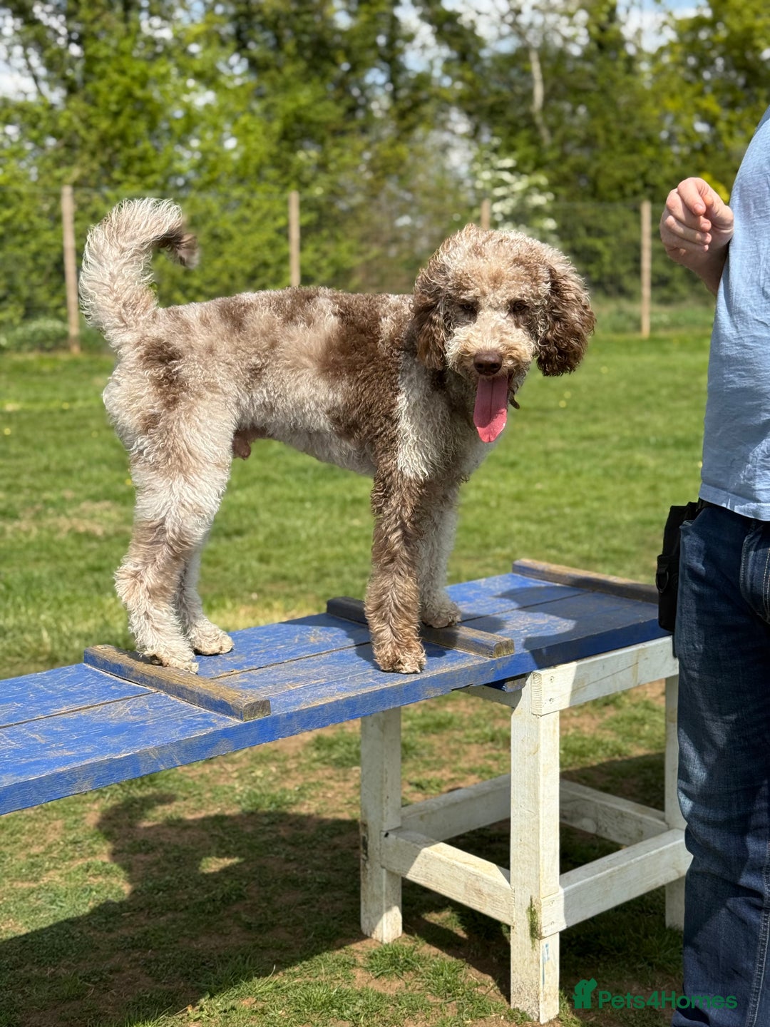 Mixed Breed dogs for sale: Goldendoodle/Australian double doodles  - Image 24