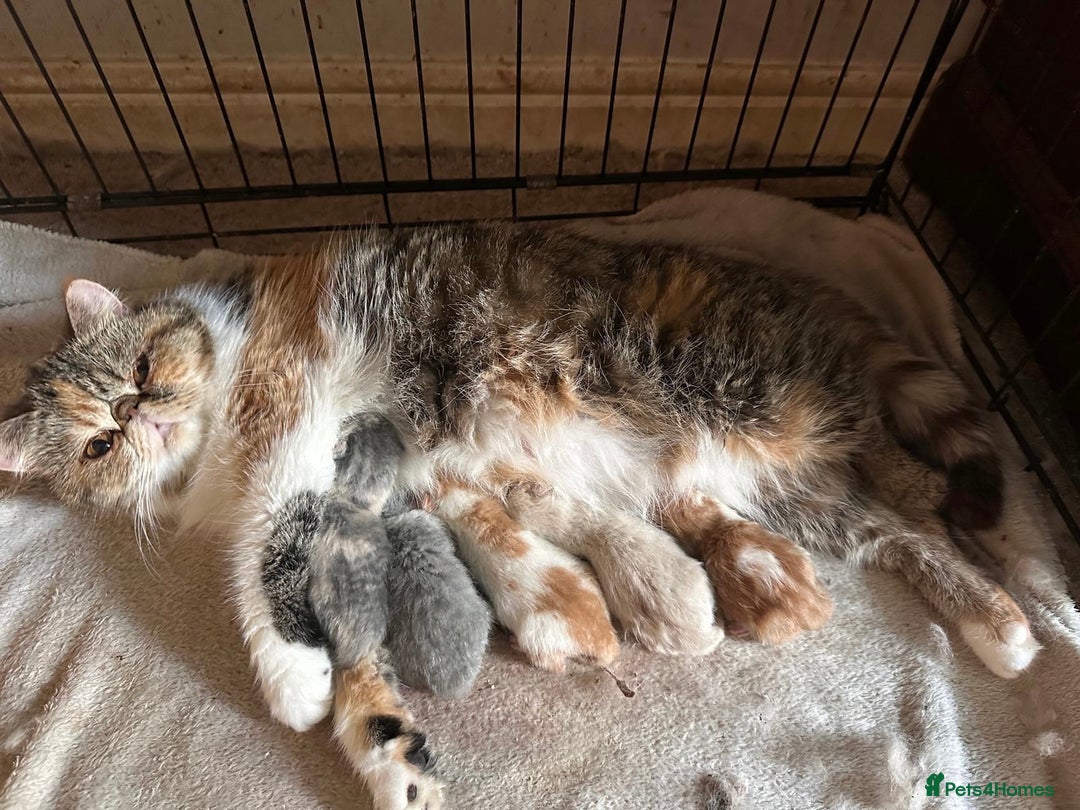 Exotic cats for sale: SHOW QUALITY GCCF REGISTERED KITTENS - Image 10
