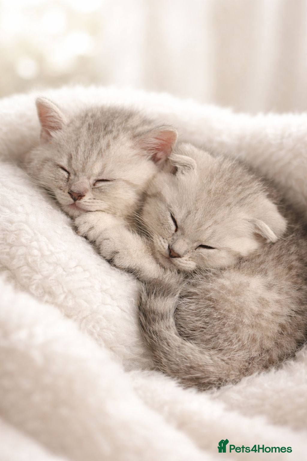 Scottish Fold cats 🐾 3 gorgeous Scottish folds🐾 - Advert 1