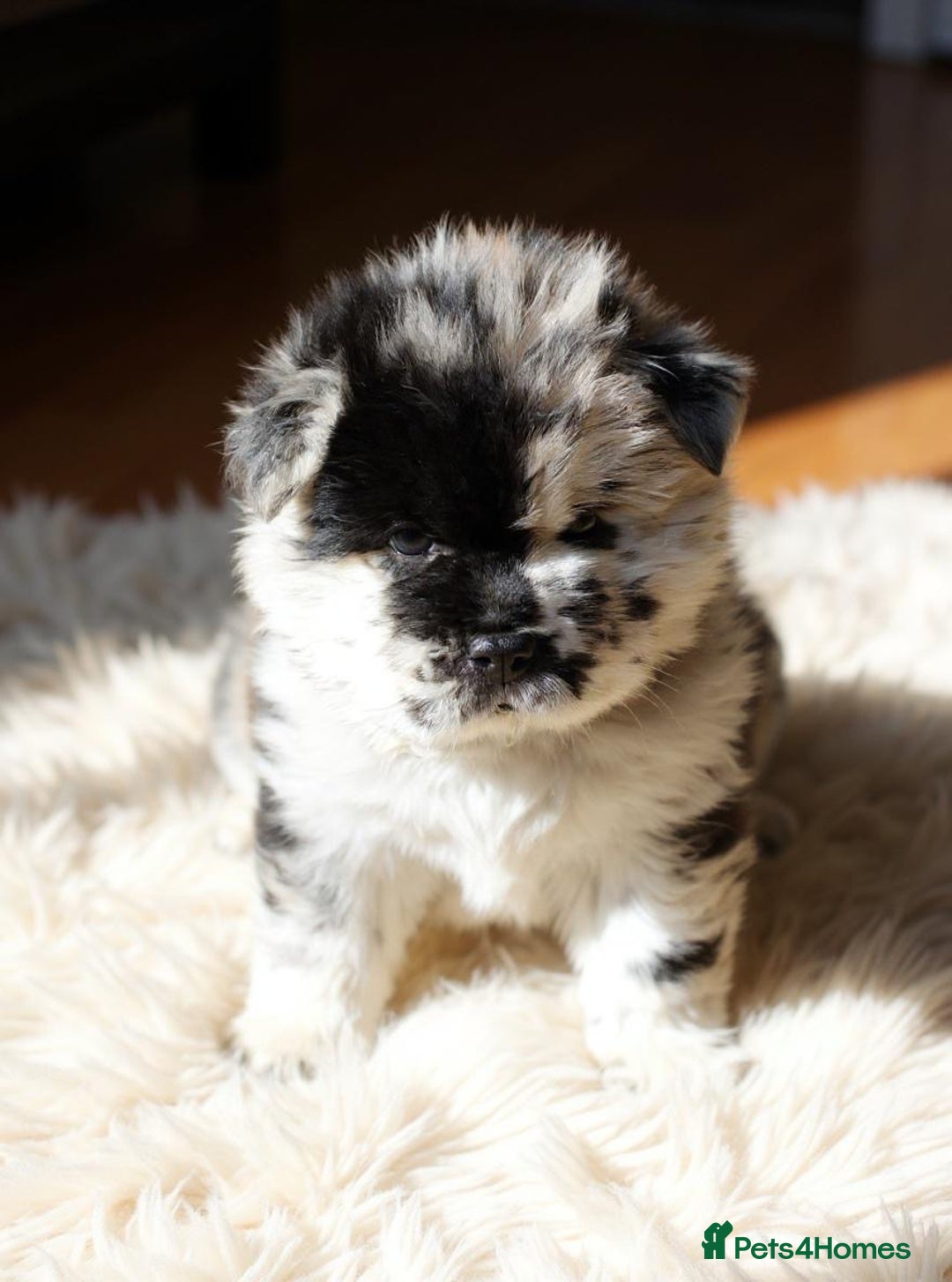 Chow Chow dogs for sale: Ocean Eyed Bear faced Chow Chows  - Image 11