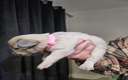 French Bulldog dogs for sale: Beautiful French Bulldog Puppies 2xF - fluffy, 1xM - Advert 7