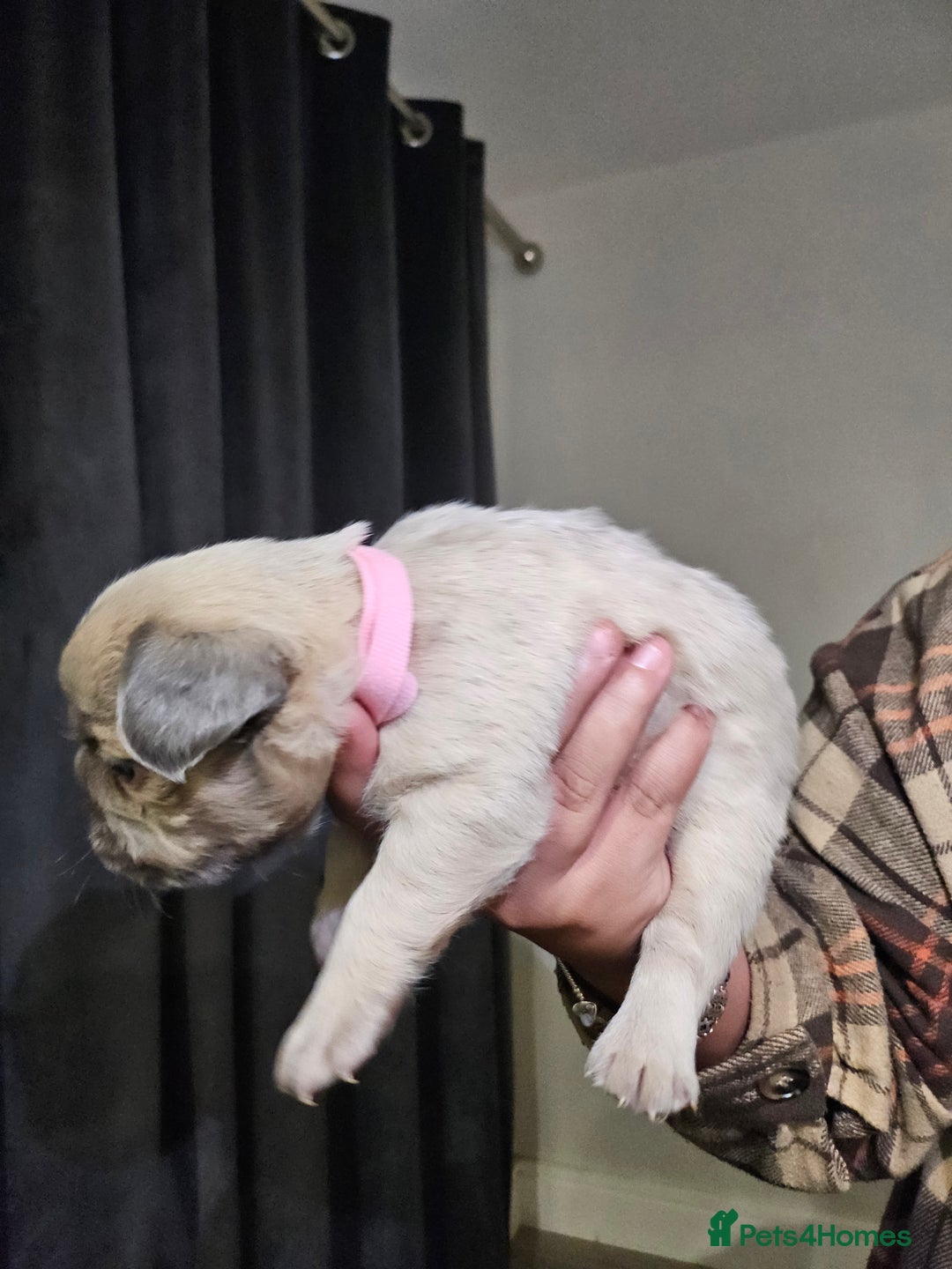 French Bulldog dogs for sale: Beautiful French Bulldog Puppies 2xF - fluffy, 1xM - Advert 7