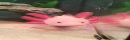 Axolotl reptiles for sale: 7 baby axolotls in Sunderland - Advert 6