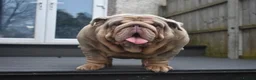 English Bulldog dogs for stud: Target man available for stud 🎯🎯 in Hyde - Advert 6