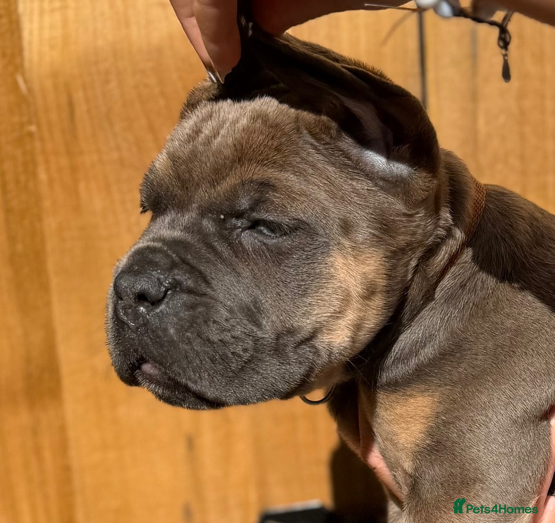 Cane Corso dogs 🐾 Balestra Magica Corso – Litter “K” 🐾 IKC/FCI - Advert 1