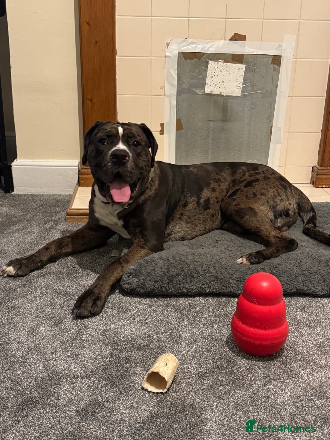 Mixed Breed dogs for sale: Rocco - Advert 5