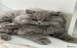 British Longhair cats for sale: GCCF Registered British Longhair Kittens - Image 1