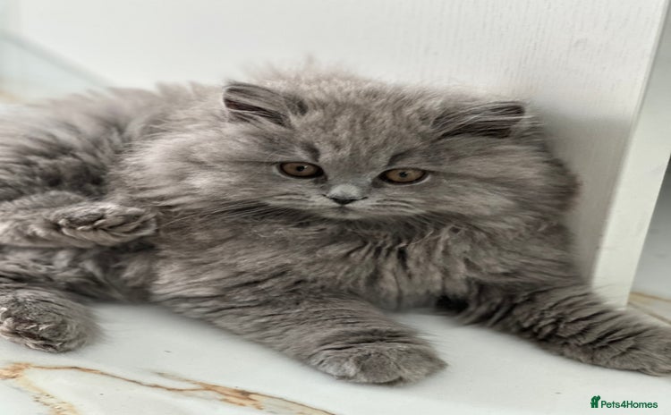 British Longhair cats - Advert 2