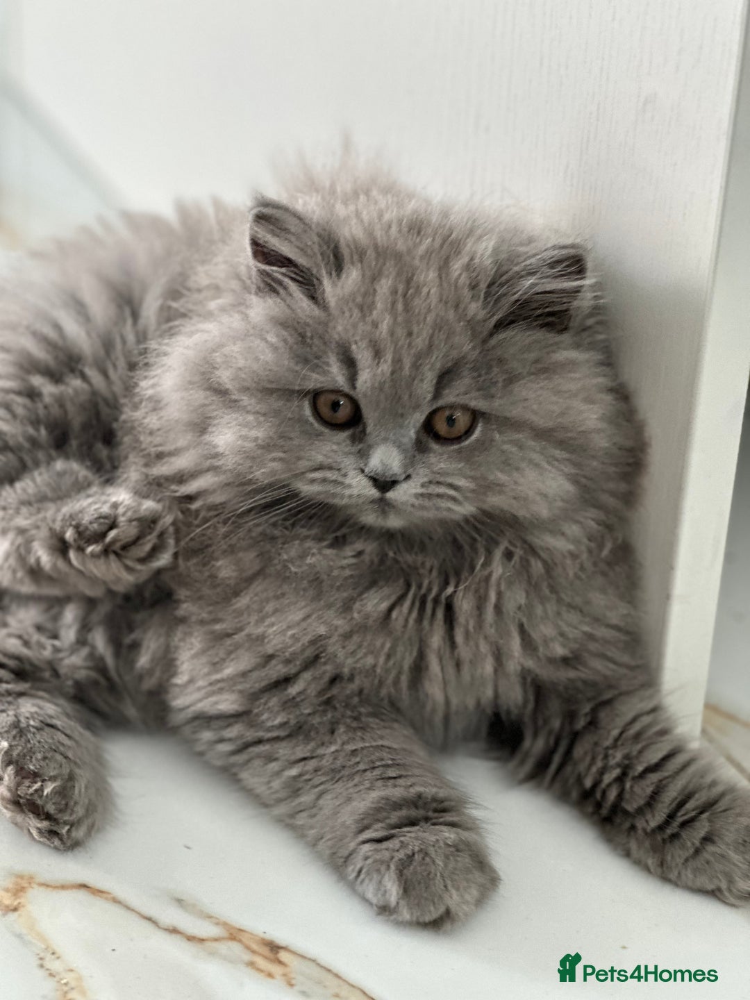 British Longhair cats for sale: GCCF Registered British Longhair Kittens - Image 1