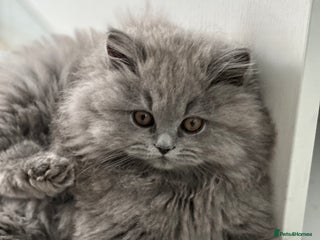 British Longhair cats - Advert 33