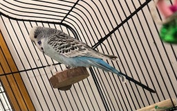 Budgerigars birds for sale: Two beautiful budgies - Image 3