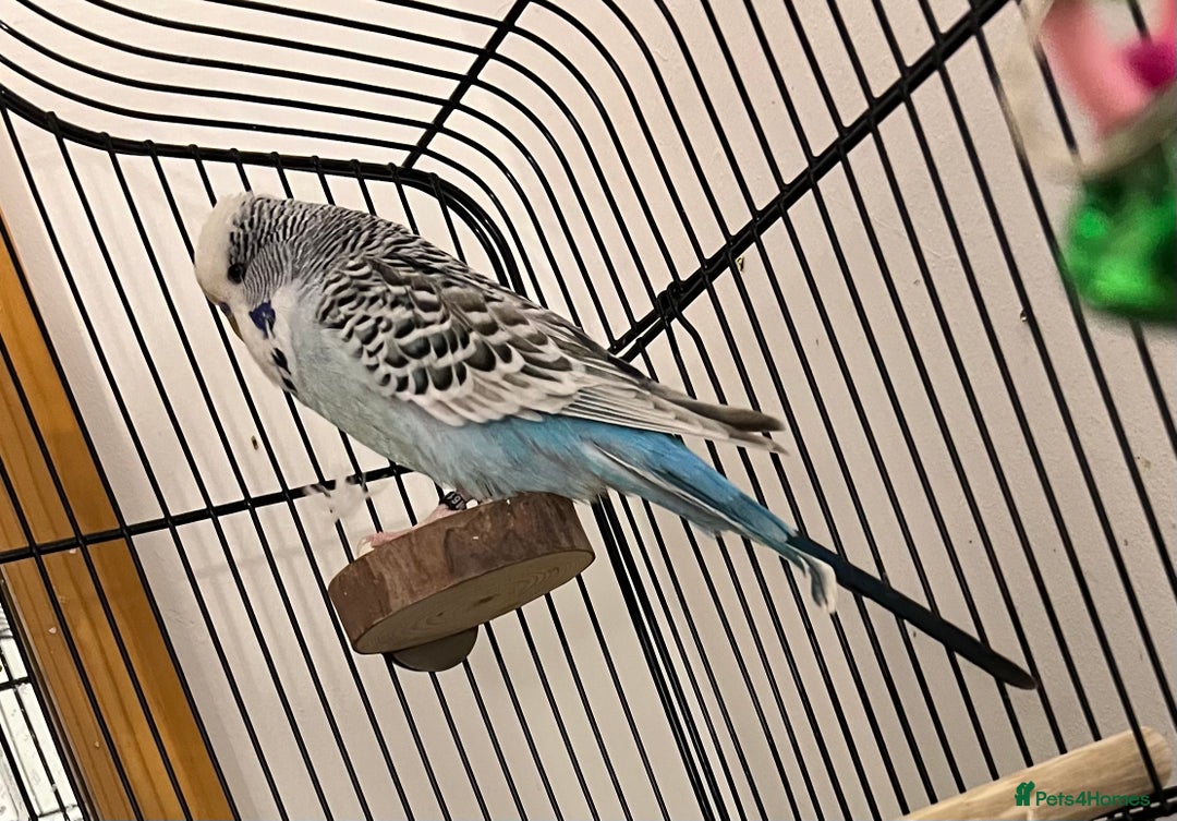 Budgerigars birds for sale: Two beautiful budgies - Image 3