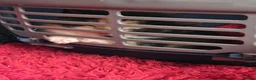Domestic Shorthair cats for sale: 1 year old domestic short hair, Axey in Hull - Advert 3