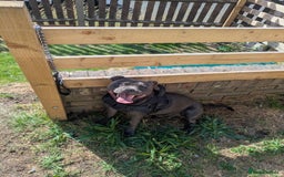 Staffordshire Bull Terrier dogs for sale: Blue staff for sale  - Image 24