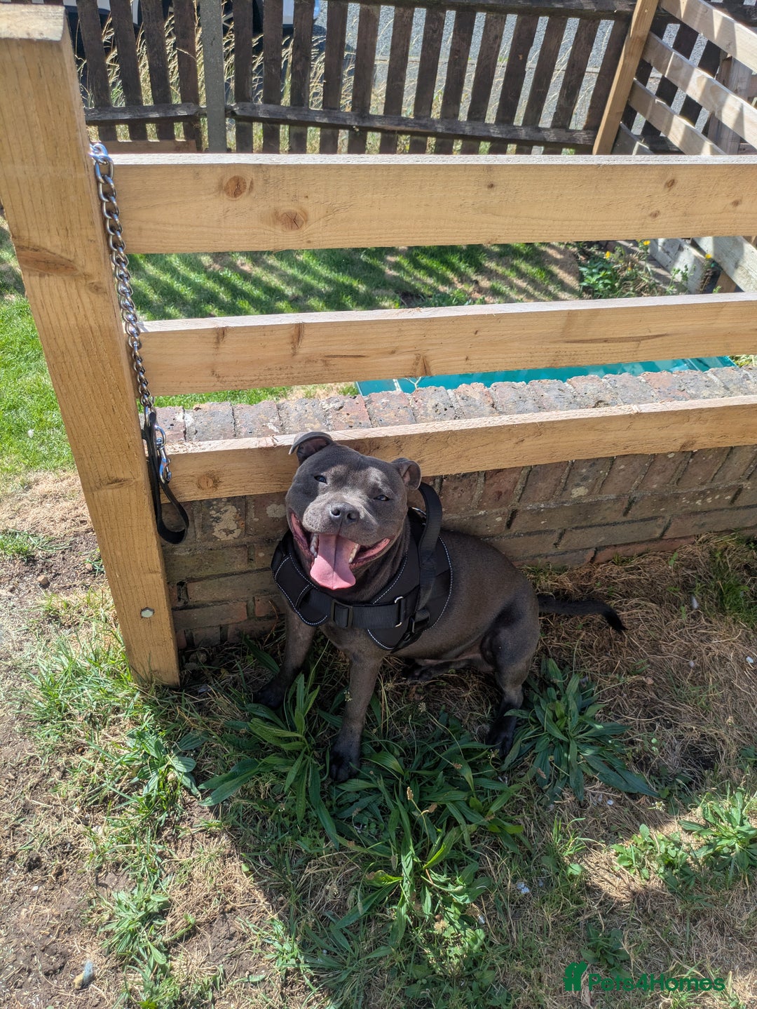 Staffordshire Bull Terrier dogs for sale: Blue staff for sale  - Image 24