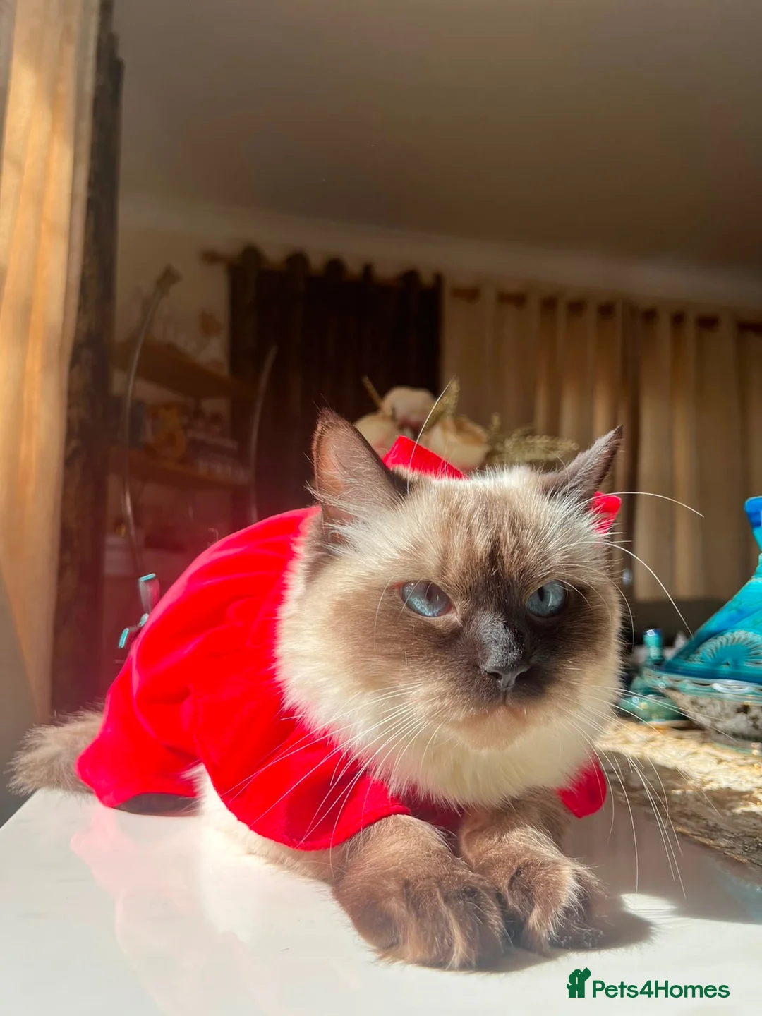 Ragdoll cats for sale: Gentle & Pure Ragdoll Looking for a Loving Family - Advert 2