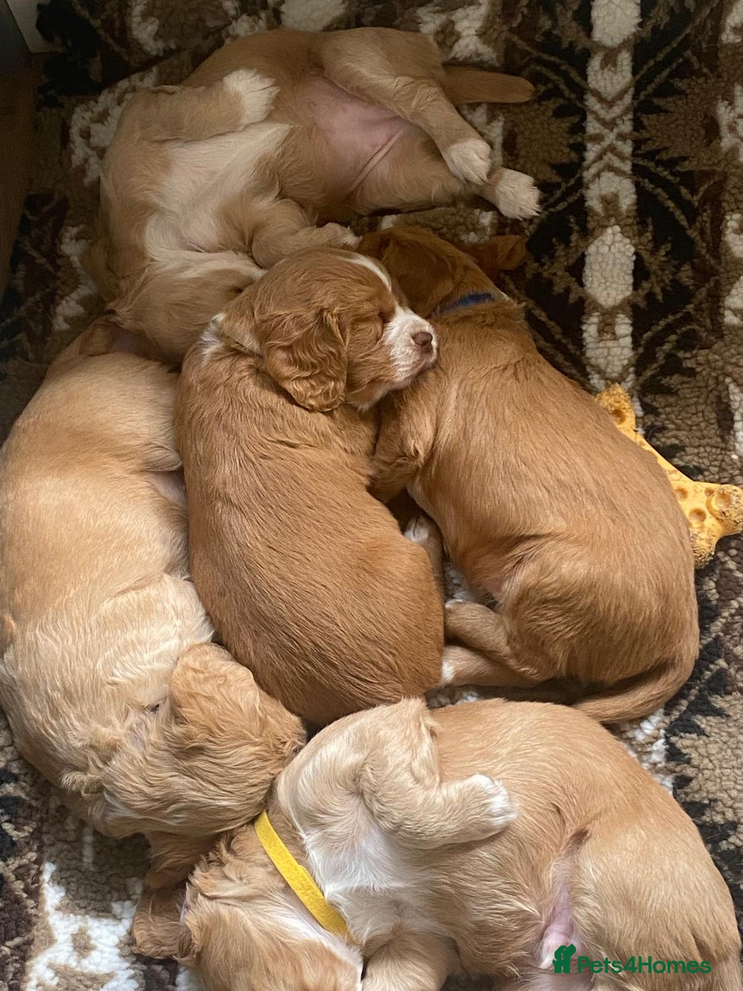 Cocker Spaniel dogs for sale: Golden & Red Working Cocker Spaniel Puppies - Image 25